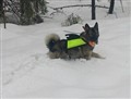 Gonso kämpar i snön 20140219.jpg