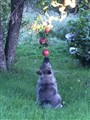 Norrlyckans Hoss luktar på äpplen.jpg